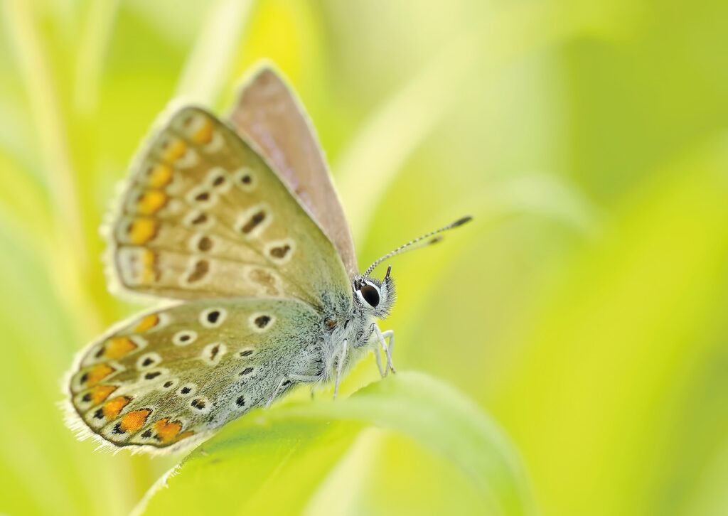 butterfly, insect, nature-95358.jpg